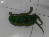 Kepiting
