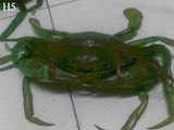 Kepiting